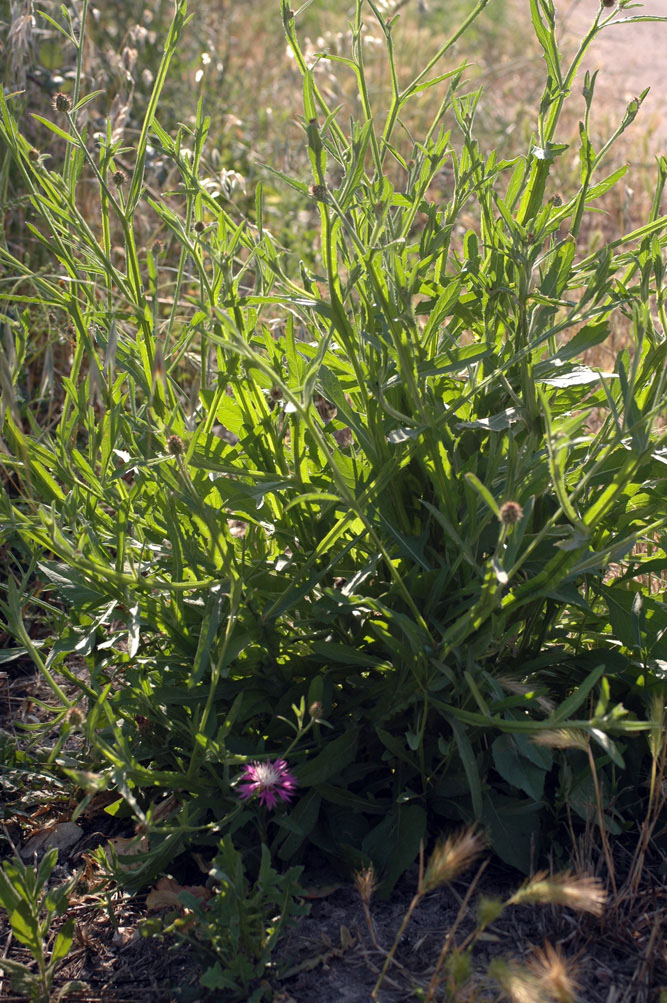 Centaurea napifolia - Acanthus mollis - Arum sp.